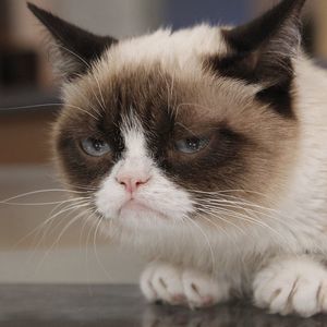 Meet your Posher, Cynthia